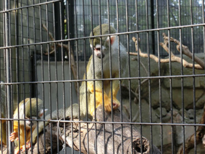 江戸川区自然動物園