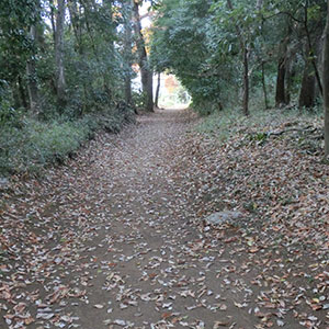 狭山丘陵 どんぐりの道