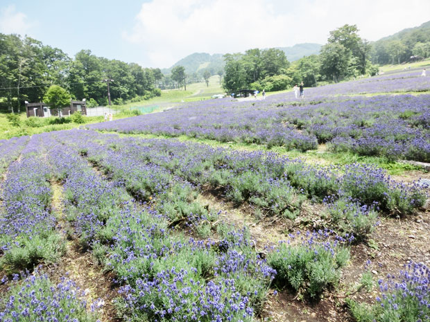 たんばらラベンダーパーク