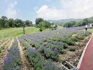 たんばらラベンダーパーク