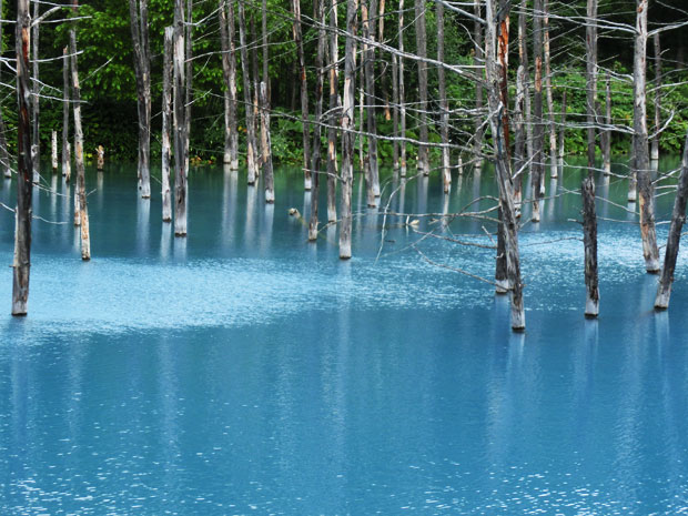 北海道旅行 青い池