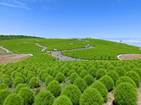 国営ひたち海浜公園 コキア