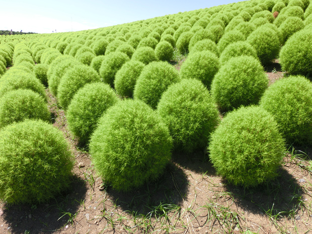 ひたち海浜公園 コキア