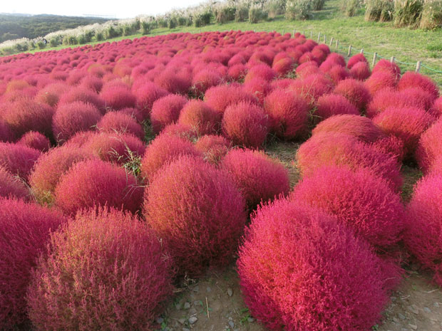 ひたち海浜公園 コキア赤