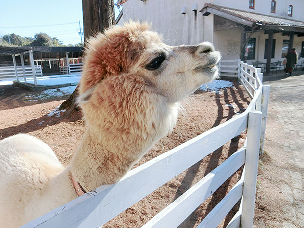 アルパカ