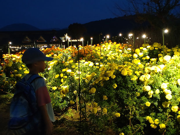 イルミネーション