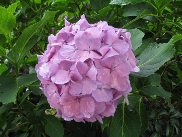 小田原城 紫陽花