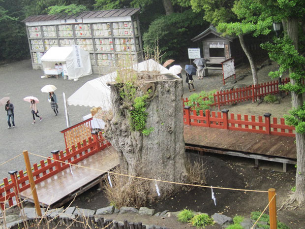 鶴岡八幡宮 大銀杏