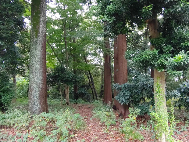 大倉山記念館 梅林