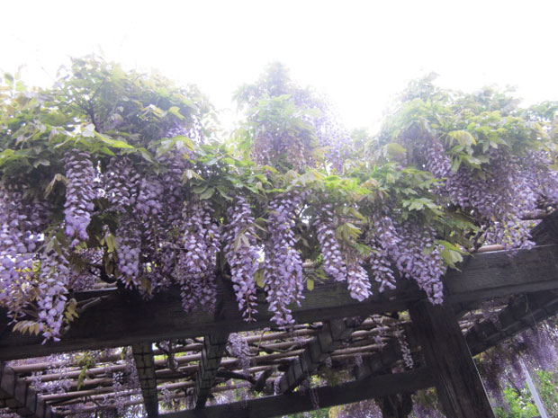 鎌倉散歩 長谷寺