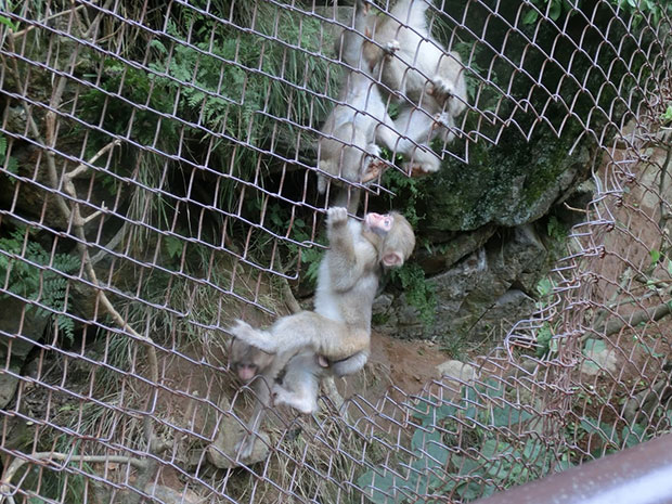 地獄谷野猿公苑 子ザル