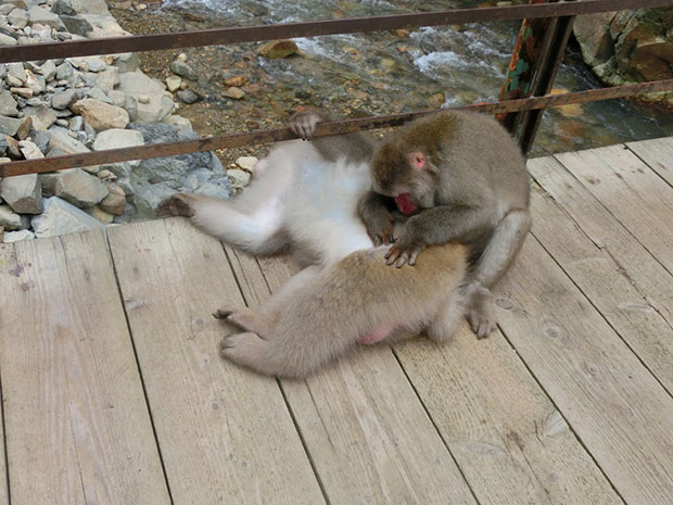 地獄谷野猿公苑 猿