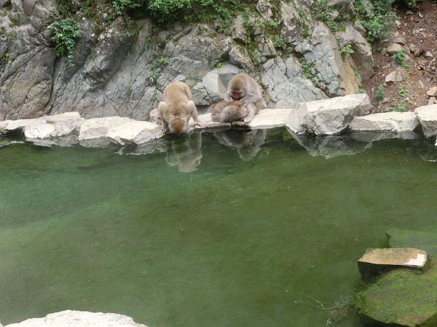 地獄谷野猿公苑 猿