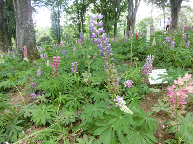 埼玉 国営武蔵丘陵森林公園
