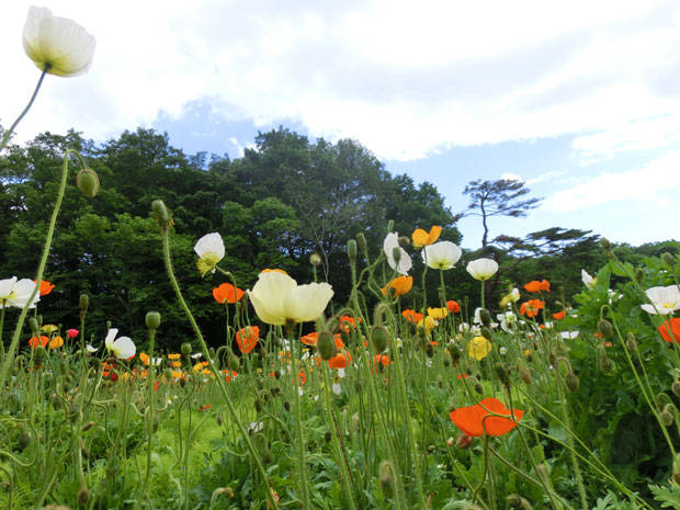 埼玉 国営武蔵丘陵森林公園