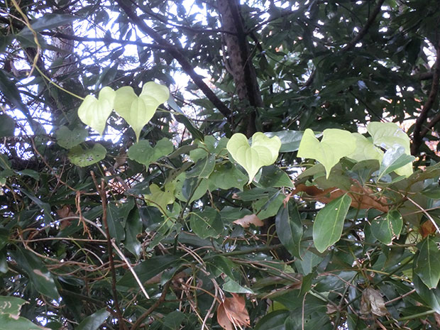 ハートの葉っぱ