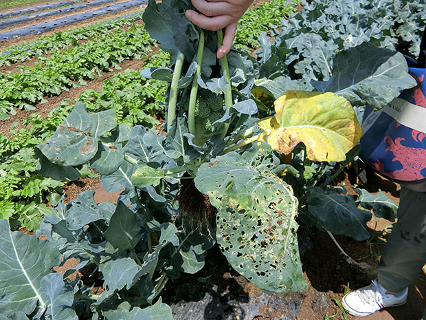 ブロッコリー収穫