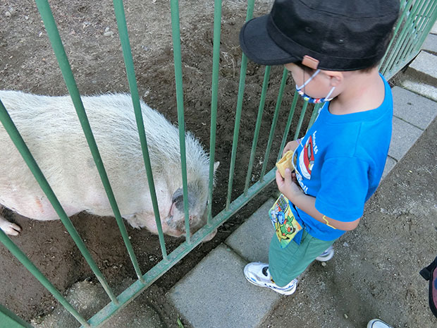 動物とふれあいコーナー