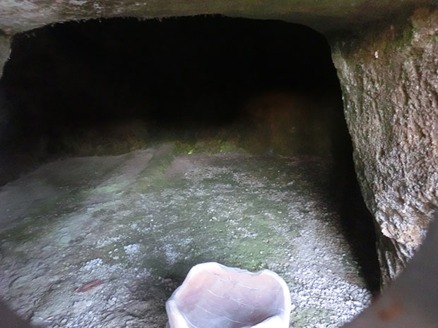 天然記念物　ヒカリゴケ