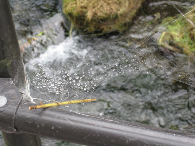 白糸の滝 蜘蛛の巣