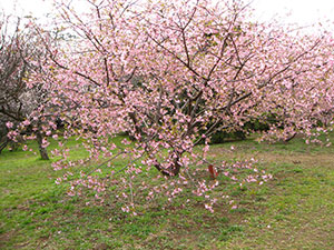 河津桜