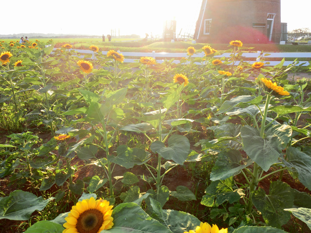 佐倉 ふるさと広場 ヒマワリ