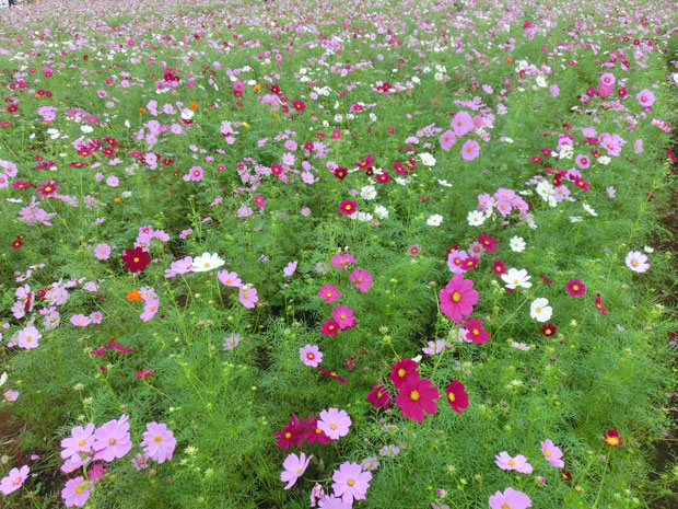 佐倉 ふるさと広場 コスモス