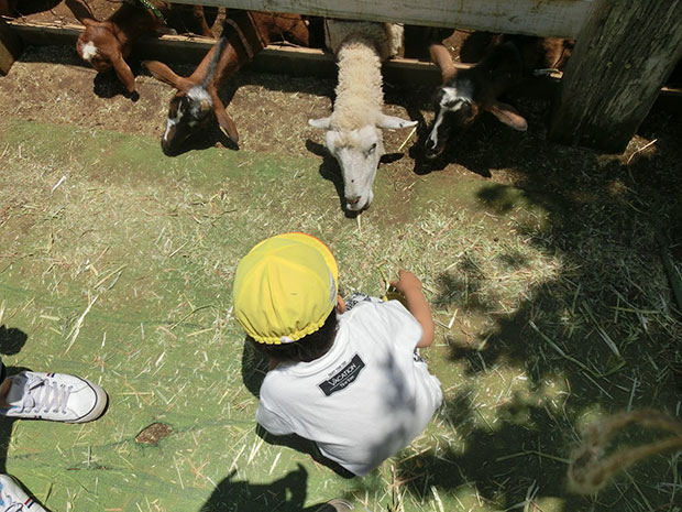 成田ゆめ牧場 ヤギ