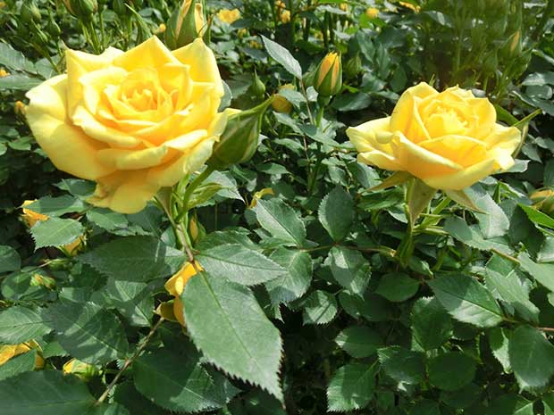 スウィート・ダイアナ