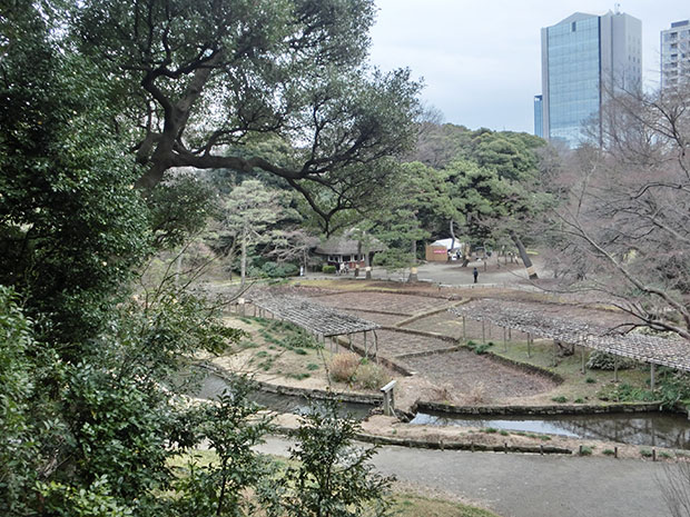 小石川後楽園 田園の景