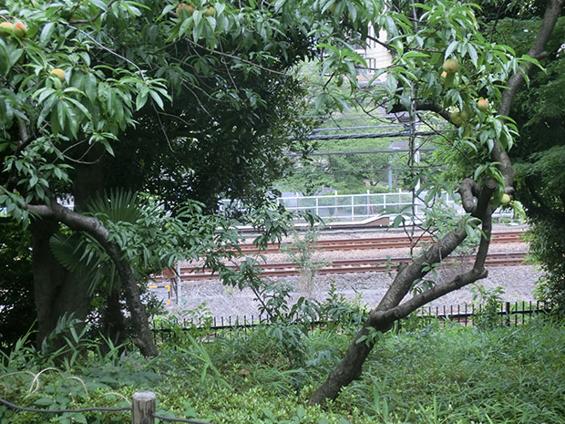 大森貝塚遺跡庭園 線路