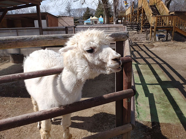 りんどう湖ファミリー牧場 アルパカ