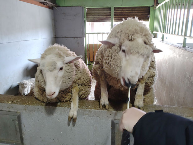 りんどう湖ファミリー牧場 羊