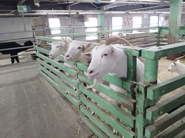 りんどう湖ファミリー牧場 やぎ