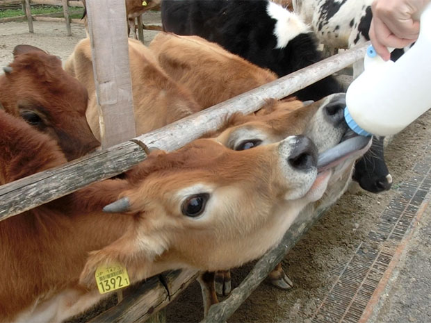 りんどう湖ファミリー牧場 羊の散歩