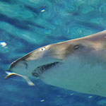 アクアワールド茨城県大洗水族館