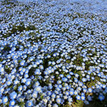 国営ひたち海浜公園