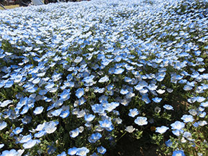 国営ひたち海浜公園