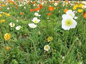 国営武蔵丘陵森林公園