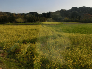 犬吠崎ドライブ 風力発電