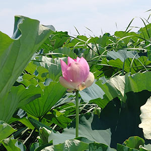 つつじが岡公園
