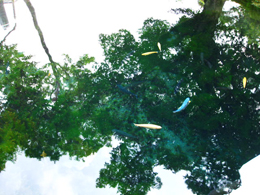 山梨旅行 忍野八海