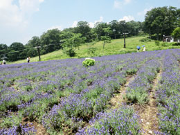 たんばらラベンダーパーク