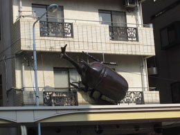 マンションに大きいカブトムシ