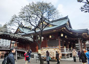 東京散歩 湯島天神