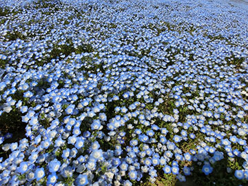 国営ひたち海浜公園 ネモフィラ