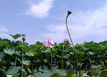 つつじが岡公園 花ハスまつり