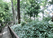 せたがや百選 上野毛自然公園