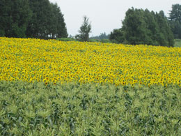 北海道旅行 パッチワークの路
