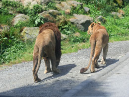 富士サファリパーク